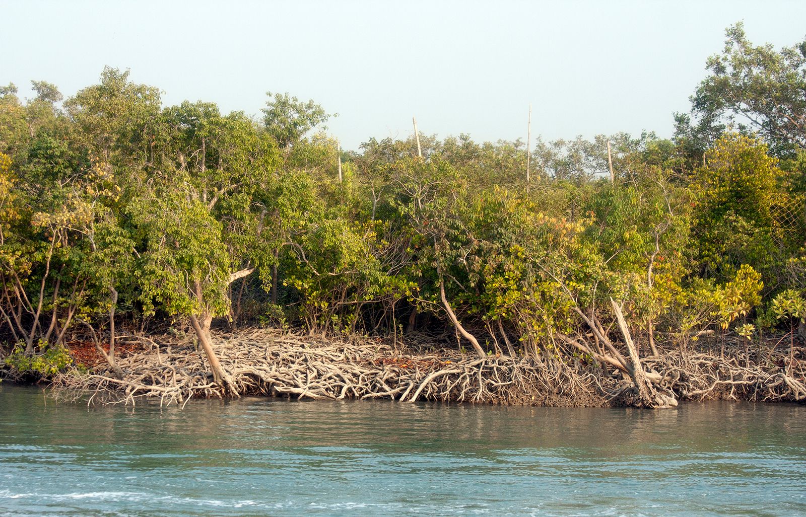 trees Sundarbans Ethiopia Fixer